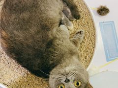 -喵的天空名猫咖啡馆·撸猫·猫舍·用品