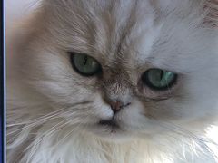 -猫的茶·猫咖