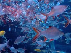 -成都浩海立方海洋公园