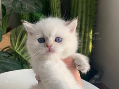 -喵zoo家庭繁育猫舍(尖东智能花园店)