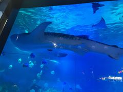 -烟台海昌鲸鲨海洋公园