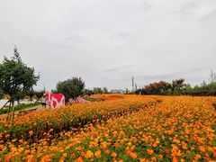-荷兰花海