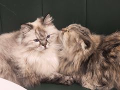 -安格丽娜·狗咖·猫咖羊驼咖(春熙路百盛商场店)