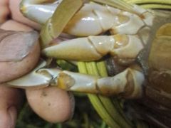 -三妹小龙虾·黄油蟹(华侨城总店)
