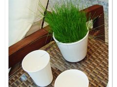 茶几上的装饰小草-上海世茂皇家艾美酒店