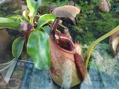 -国家植物园南园