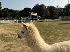 -光明农场大观园