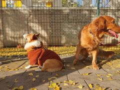 -三里屯东五街银杏大道