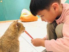 -飞行喵MR PILOT|猫舍·猫咖(静安大融城店)