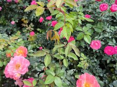 -人民公园(罗湖区)