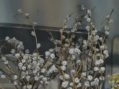 -溪岸路花鸟市场