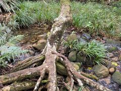 -海南热带雨林国家公园吊罗山景区