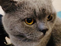 -猫小院猫主题咖啡厅(北锣店)