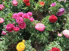 -郑州中国绿化博览园