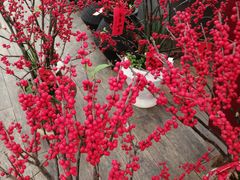 -荷兰花海