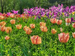 -长春公园(普阳街道)