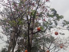 -云溪植物园