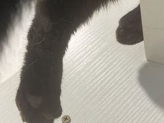 -楼上猫咖(罗湖店)