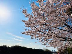 -高东镇樱花园