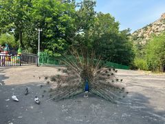 -西霞口神雕山野生动物世界