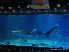 -烟台海昌鲸鲨海洋公园