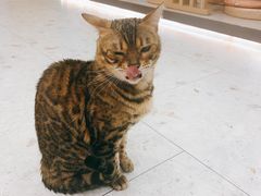 -飞行喵MR PILOT|猫舍·猫咖(静安大融城店)
