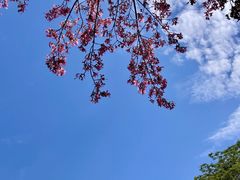 -王借岗森林公园