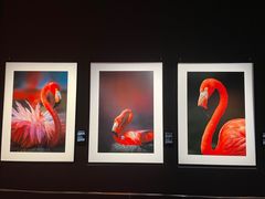 -罗红摄影艺术馆