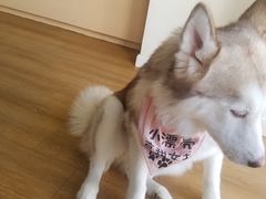 -Husky Go! 哈士奇体验馆·宠物咖啡厅狗咖