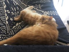 -平行世界·猫咖(首经贸店)