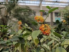 -南宫五洲植物乐园