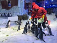 -芜湖新华联大白鲸海洋公园