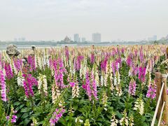 -顺峰山公园