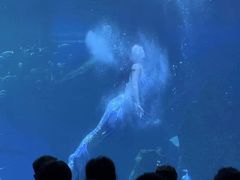 -海合安成都极地海洋公园