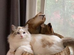 -猫大福·Fortune Cat猫舍(百子湾店)