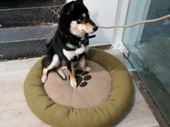 -柴迷FANS CLUB·柴犬狗咖·猫咖