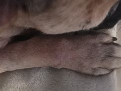 -派特宠物医院(圆融广场店)