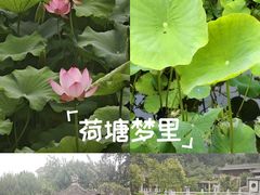 -莲湖公园