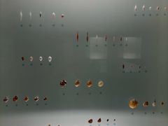 -青岛贝壳博物馆