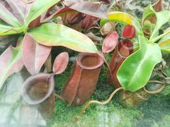 -国家植物园南园