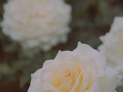 -香蜜公园