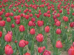 -郑州中国绿化博览园