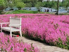 -花开海上生态园