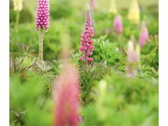 -花开海上生态园