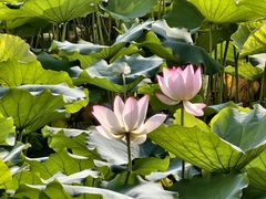 -荔湾湖公园