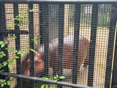 -合肥野生动物园