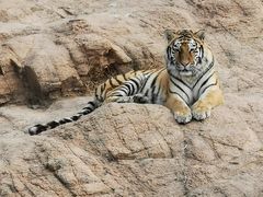 -西霞口神雕山野生动物世界