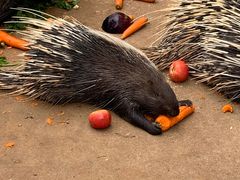 -石家庄市动物园