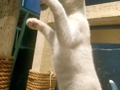 -猫咪博物馆(顶澳仔猫街店)