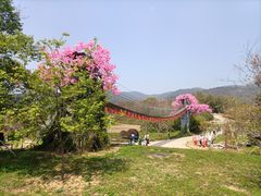 -天适樱花悠乐园